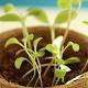Garten Do–it–yourself–Anzucht–Sets im Test