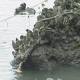 Military turns to oyster reefs to protect against storms